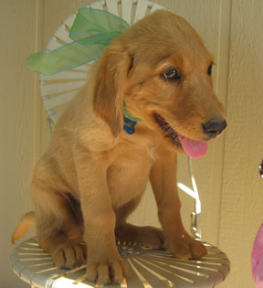 Emmett